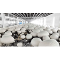 40 pies de invernadero de hongos de recipiente de granja inteligente